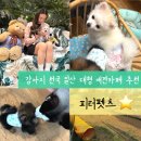 내유길80번길 | 일산 대형 애견카페, 고양 애견동반 카페 피터펫츠 내유점 실내 오프리쉬 가능
