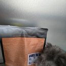 변이(미디어) | 닥터클라우더 주니어 미디어 퍼피사료 4kg 체험후기