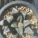 그린대창 이미지