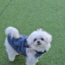 아이뽀 애견 유치원 호텔 | 천안 애견유치원 찾는다면 만족도 높았던 건강하개 애견유치원 호텔 후기!