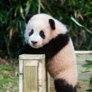 판다판다판다