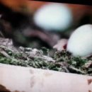 뻐꾸기PC 이미지