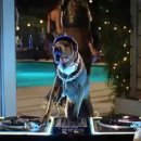 복실이 PC 이미지