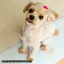 편안한댕 이미지