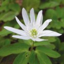 아네모네 이미지