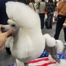 크러쉬 푸들 이미지