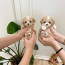 부산강아지분양 퍼피룸 이미지