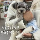 서울탑병원 | [신정네거리] 강아지 슬개골 탈구 3기 서울탑동물병원에서 슬개골 교정술 입원 일기 및 퇴원 후기 (1)