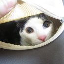 심재웅동물병원 이미지