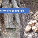 표고버섯 재배 방법 3탄, 표고버섯 발생 원리 이해 심층분석, 표고버섯의 3가지 성장방법, 표고버섯 균사를 현미경으로 들여다보면 실타래처럼 엉켜 있음 이미지