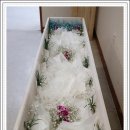 단양장의사