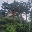대지축산
