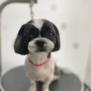 디오펫살롱 이미지