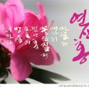 연산홍 - 용인시 처인구 한터로 34 | 연산홍