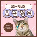 마리펫 | [펫보험] 렉돌,아메리칸숏헤어 고양이 두 마리 펫보험 가입후기 !