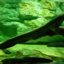 about the electric eels 이미지