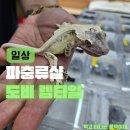 샵 도비렙타일(구 도마뱀자리x비바렙타일), 퀄리티 남다른 수원 도마뱀 입양 후기! (ft. 새 식구 에렌 🦎)