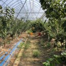 예안농장 이미지