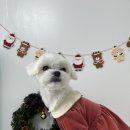 탱스땡스 이미지