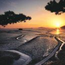 순천만숲