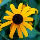 변증의 새 이미지