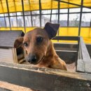 메추리농장 | 강릉동물원 대관령아기동물농장 동물 먹이주기 체험 후기