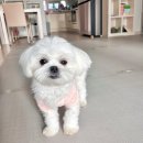 몽트루디 | (석적애견미용) 우리집 강아지 몽이가 다니는 미용실 ' 몽트루디 '