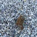 전주 두꺼비 이미지