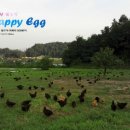 행복한닭농장 이미지