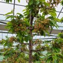 선진농장 이미지