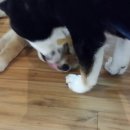 야쿠 이미지