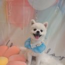 황실 애견미용 살롱 이미지