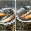 고향펜션캠핑 이미지