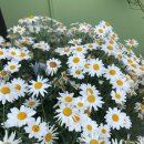 지에스25 월배삼정점 이미지