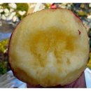 효성농장 이미지