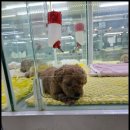 더독스 강아지분양 서울 이미지