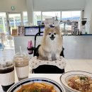 댕스피크닉 | 경기도 용인 애견동반 카페 실내 강아지 수영장 운동장 카페댕스 메뉴 주차