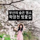 학장천공영주차장(학장동 254-3) | 부산 인물스냅 사진작가가 추천하는 숨은 벚꽃 명소 학장천 벚꽃길