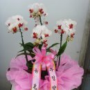 우림약품 이미지