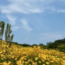 진성자동차 | [5-6월 거제] 지세포진성 라벤더+금계국 꽃동산 후기 (주차장, 소요시간, 반려동물동반 비추)