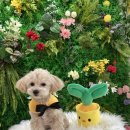 뛰뛰 강아지 놀이터 이미지