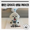 카페 댕하루 | 용인 비숑 강아지 생일 케이크 카페댕하루 후기