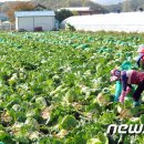 서면 안보1리 이미지