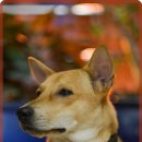 미소로 동물병원 이미지