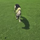 공항 가까운 전원주택 펫시터 이미지