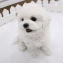 뽀송뽀송 이미지