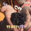 다슬기,올갱이해장국 이미지