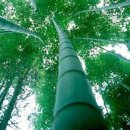 자라는나무 이미지