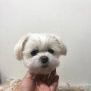 원당애견미용 이미지