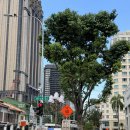 미앤강 | [싱가포르] 9개월이 지나서 쓰는 싱가포르 여행후기 / 4박5일 자유여행 / 25.6.15~6.19